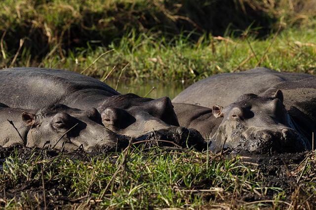 041 Chobe NP, nijlpaarden.jpg